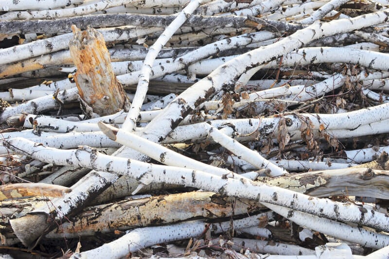 Birch logs sitting on the ground.