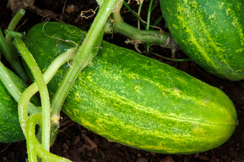 Cucumbers growing in the vegetable garden.