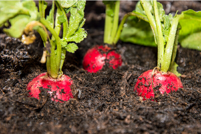 Radishes growing in the garden.