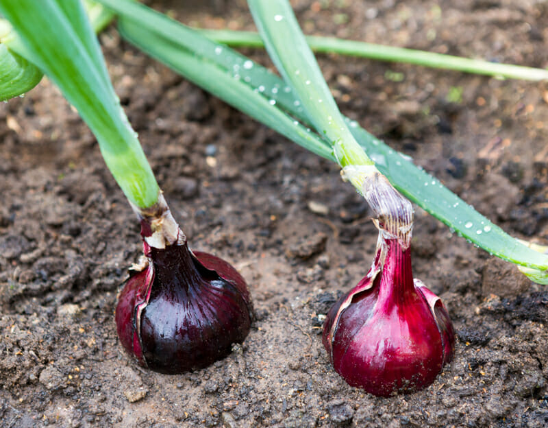 Red onions growing in the garden,