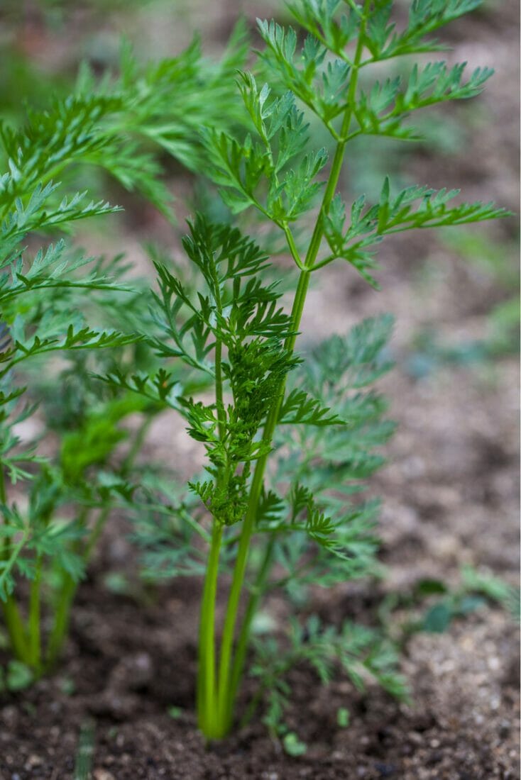 Carrots growing in the vegetable garden.