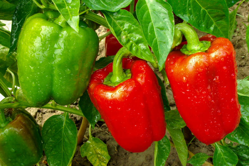 Sweet bell peppers growing in the vegetable garden.