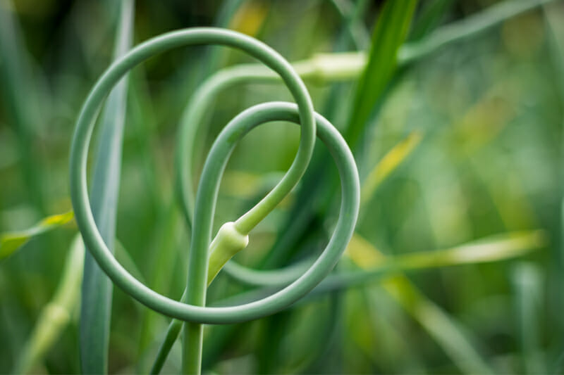 A curled garlic scape.