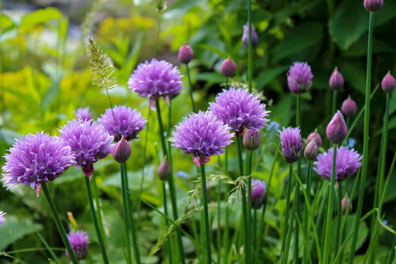 Chives growing in the vegetable garden.