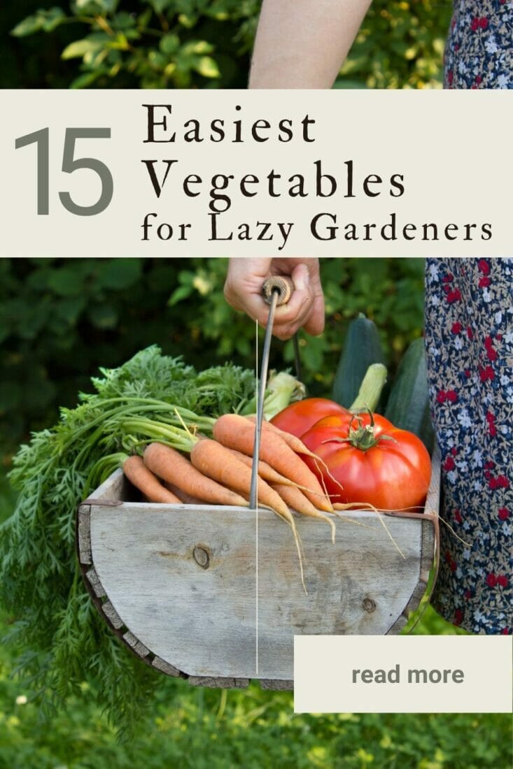 A pinterest-friendly graphic promoting the 15 easiest vegetables for lazy gardeners.