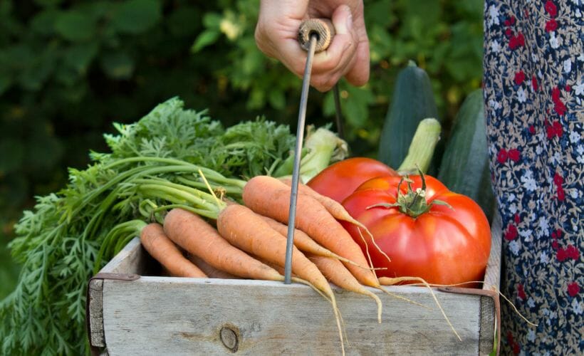 Holding a wooden basket filled with vegetables from the garden.