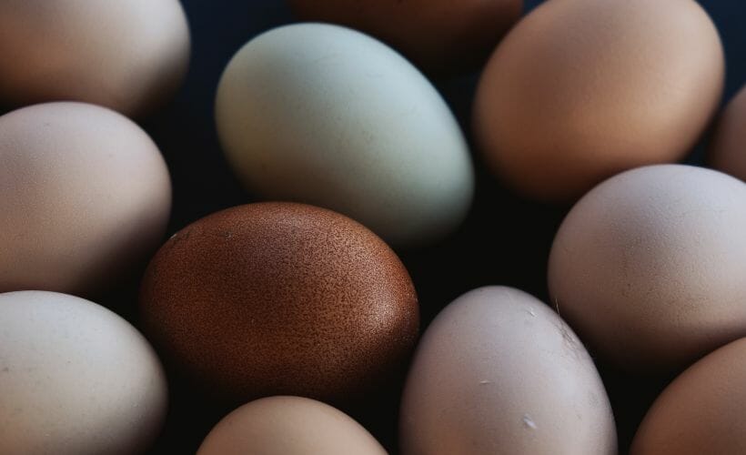 A bunch of chicken eggs in different colors.