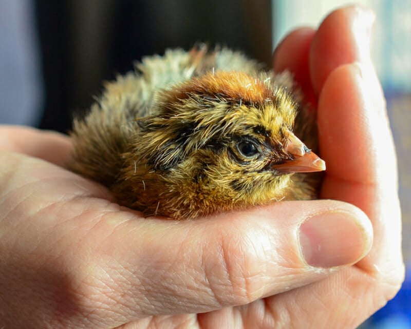 Holding a baby chick.