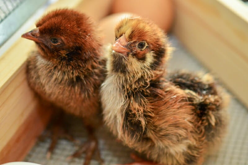 Newly hatched chicks about to be removed from the incubator.