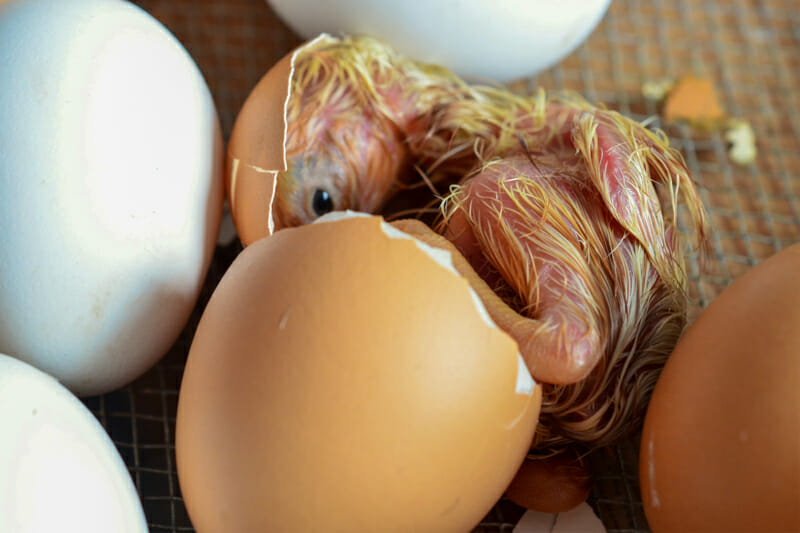 A chick that just pushed out of its egg.