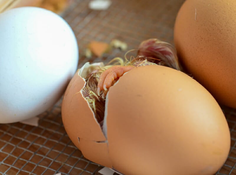 A chick working its way out of its egg.