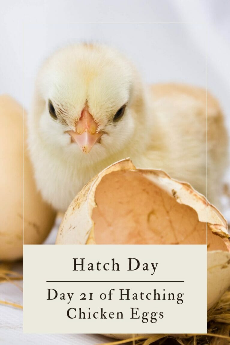 Raising Chickens 101: Collecting, Storing, and Hatching Chicken