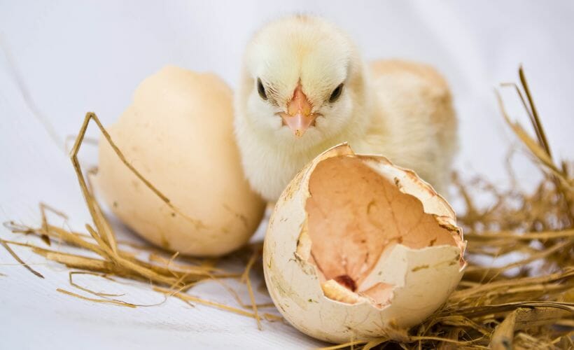 A baby chick and its broken egg laid out on straw.