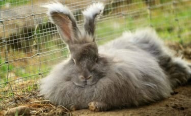 A fluffy gray Angora rabbit resting on the ground beside a wire fence, showing its thick coat and tufted ears.