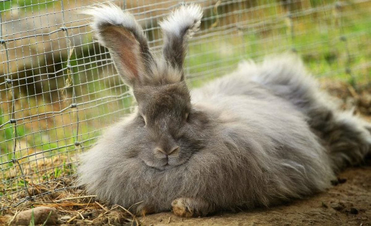 A fluffy gray Angora rabbit resting on the ground beside a wire fence, showing its thick coat and tufted ears.