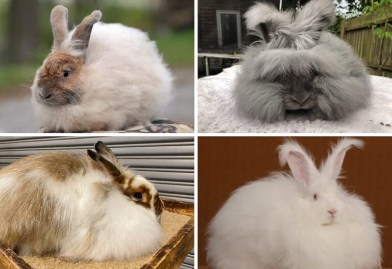 Angora Rabbit Care Guide for Homesteaders