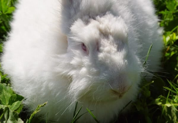 Angora Rabbit Care Guide for Homesteaders