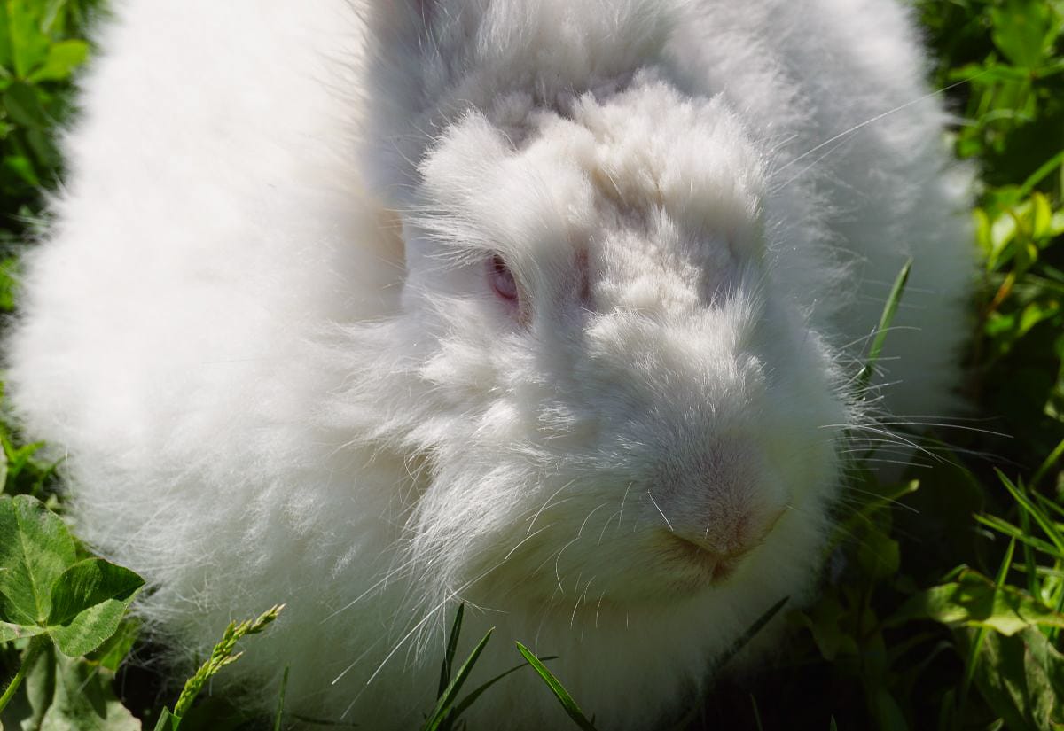 A fluffy white Angora rabbit with pink eyes sitting in green grass, showing its thick wool coat in bright sunlight.