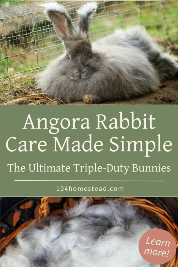 Angora Rabbit Care Guide for Homesteaders