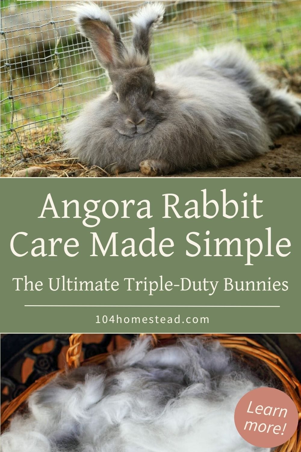 Pinterest graphic for Angora rabbit care featuring a fluffy gray Angora rabbit, a basket of harvested wool, and text that reads “Angora Rabbit Care Made Simple – The Ultimate Triple-Duty Bunnies.”