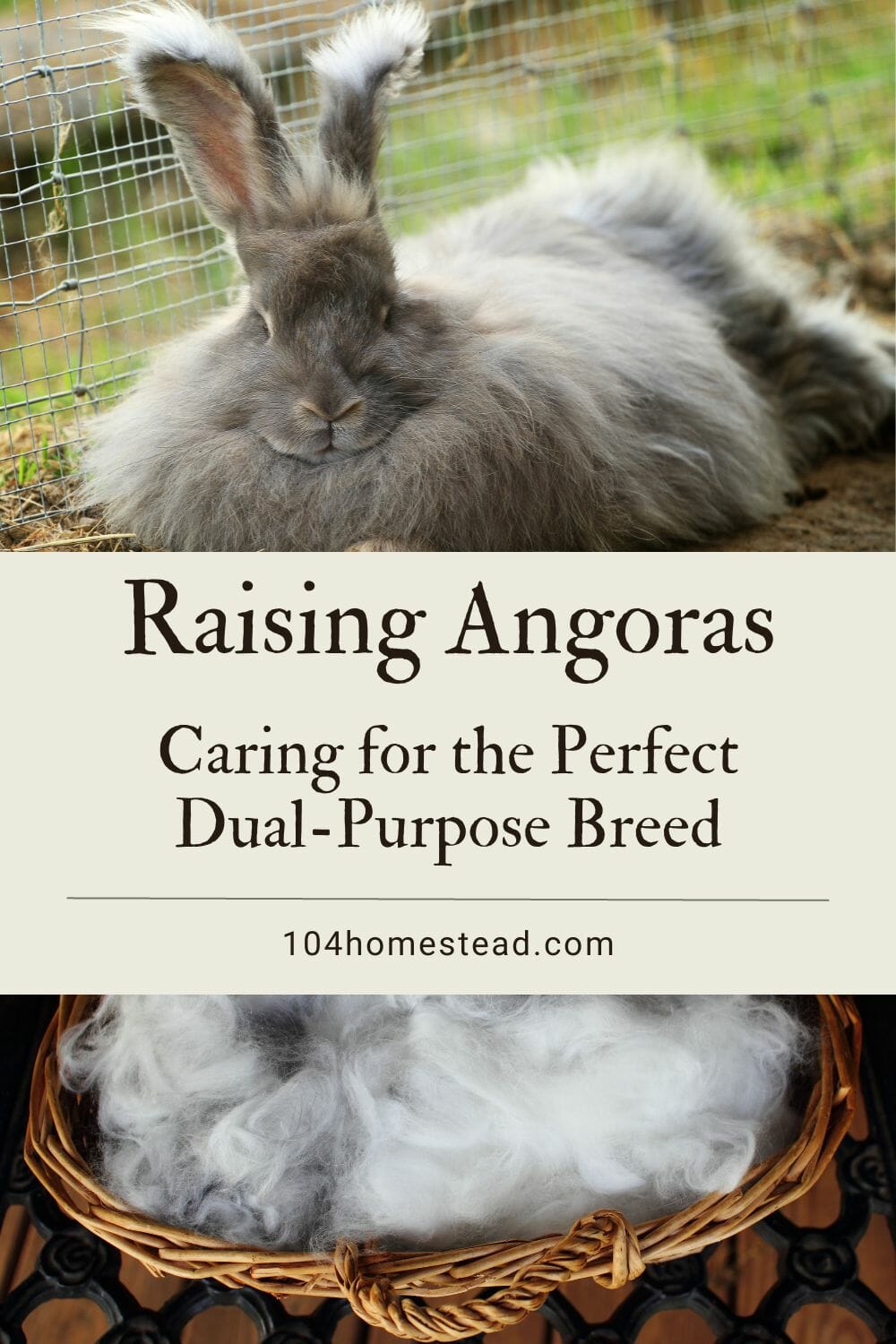A pinterest-friendly graphic about raising angoras.
