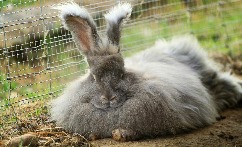 A gray angora outdoors basking in the sun.