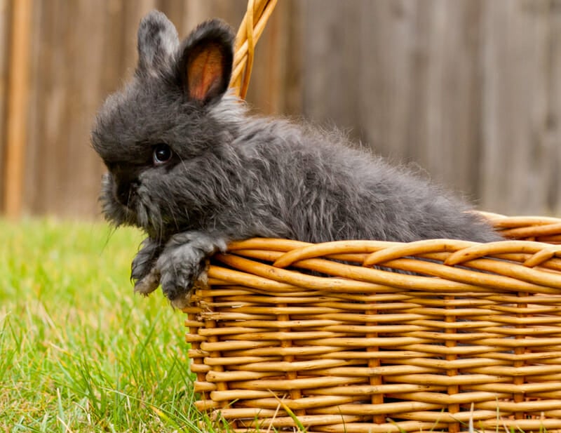 A young angora bunny in a basket.