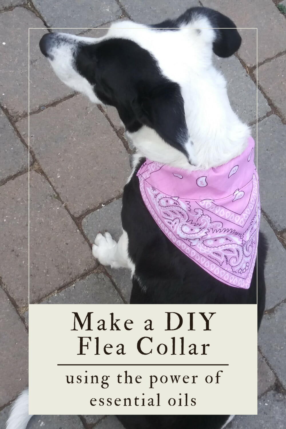 A pinterest-friendly graphic for DIY flea collars for dogs.