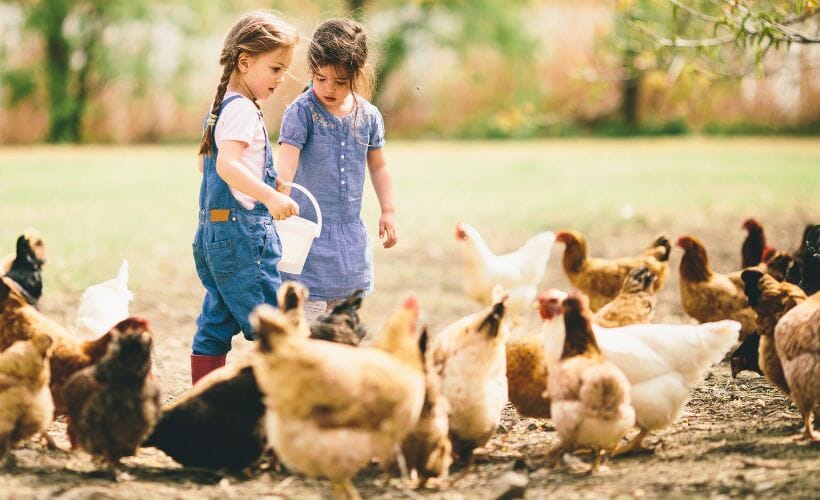 Young girls feeding a flock of chickens.