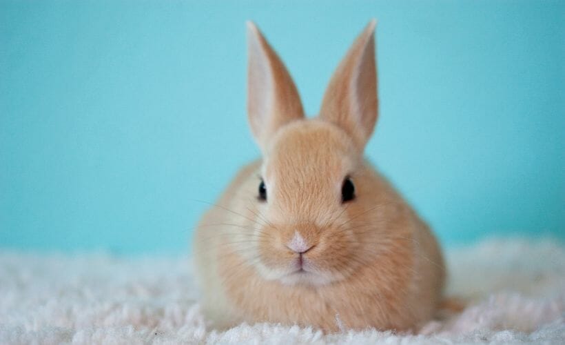 A cute orange baby bunny on a fluffy rug with a bright blue background.