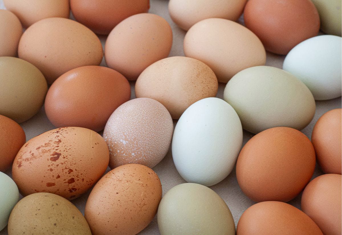 Collection of farm fresh chicken eggs in a variety of natural shell colors including cream, tan, brown, speckled rust, pale green, and light blue arranged closely together on a cloth surface, showing the natural color variation of eggs before dyeing.