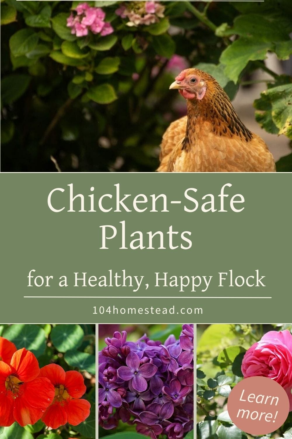 Pinterest graphic showing a golden chicken near pink flowers with the text “Chicken-Safe Plants for a Healthy, Happy Flock,” promoting a guide to flowers, herbs, shrubs, and trees that are safe for chickens.