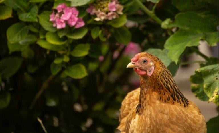 Golden chicken standing beside pink hydrangea blooms, an example of chicken safe plants adding beauty and shade to a backyard run.