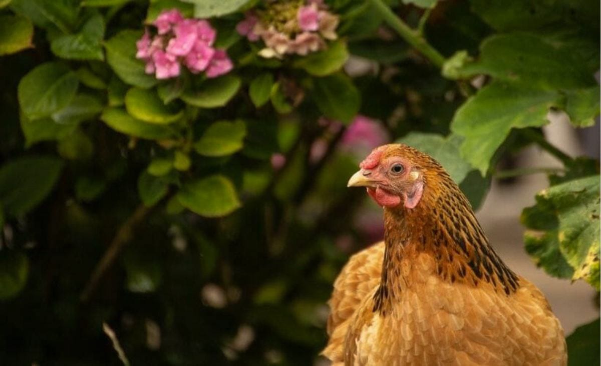Golden chicken standing beside pink hydrangea blooms, an example of chicken safe plants adding beauty and shade to a backyard run.