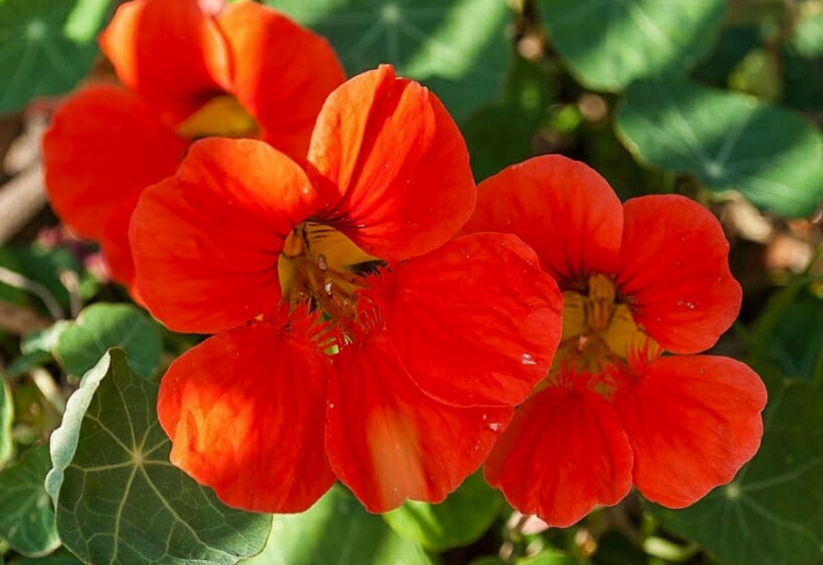 Close-up of bright orange nasturtium flowers, one of the most popular chicken safe plants that hens love to eat.