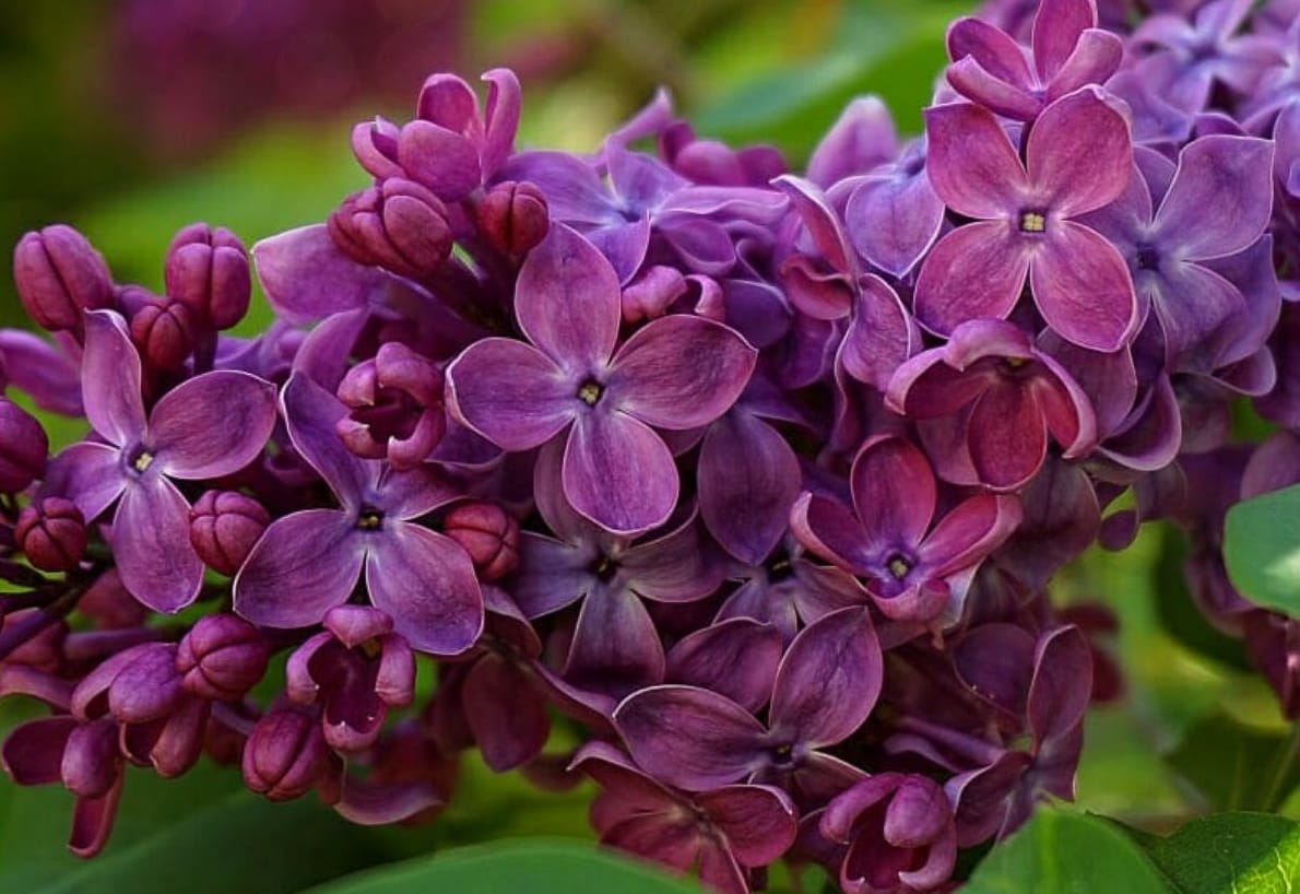 Purple lilac blossoms in full bloom, a fragrant shrub that is safe for chickens and brings color to the homestead.