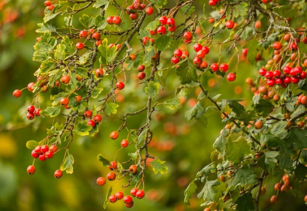 Branches of a hawthorn tree covered in red berries, a chicken safe plant that provides shade and seasonal treats for flocks.
