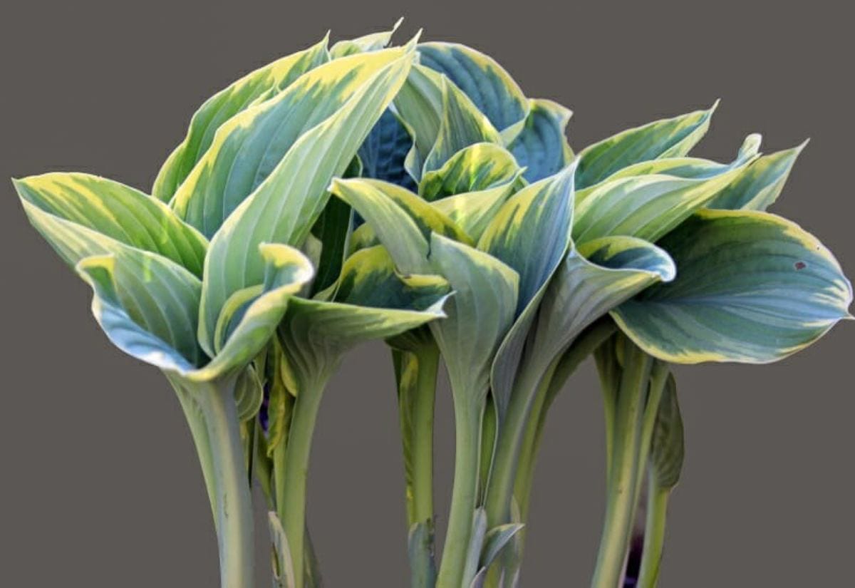 Variegated hosta leaves with green and yellow striping, a hardy perennial that chickens can safely forage on in spring.