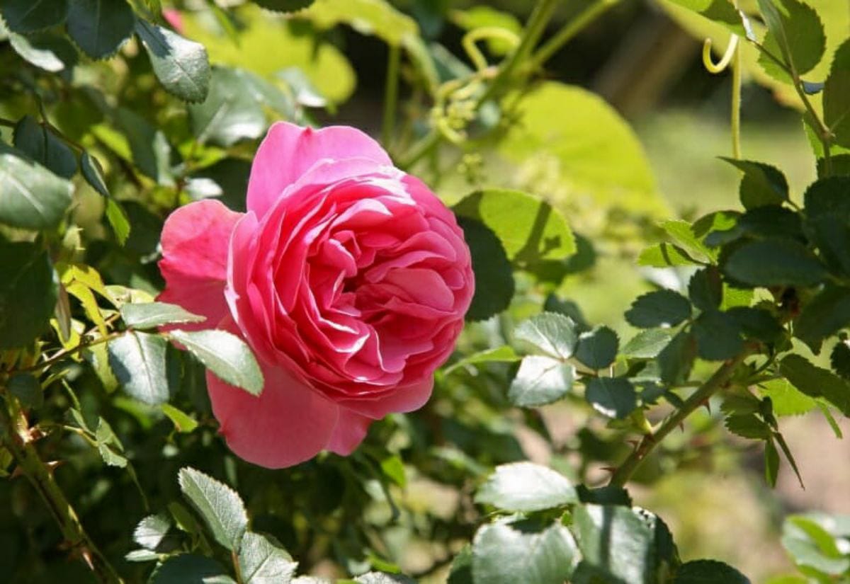 Pink rose bloom surrounded by green leaves, a classic chicken safe plant with edible petals and hips for added nutrition.