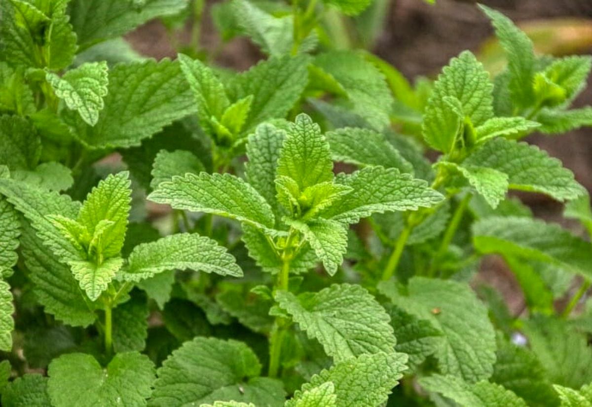 Lush green lemon balm leaves growing in the garden, a chicken safe herb that is antibacterial and repels rodents naturally.