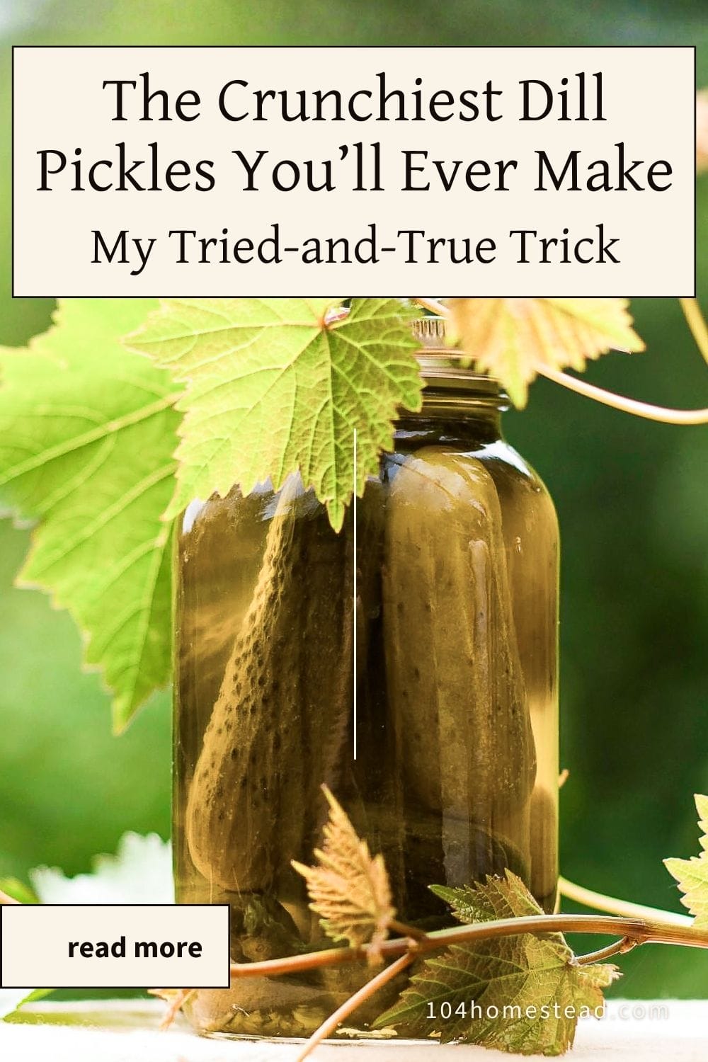 Image of a glass jar filled with homemade dill pickles, topped with grapevine leaves, used as a background for a recipe graphic titled “The Crunchiest Dill Pickles You’ll Ever Make – My Tried-and-True Trick,” with a small “read more” button and 104homestead.com at the bottom.