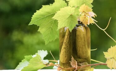 Horizontal photo of a jar of homemade dill pickles surrounded by bright green grapevine leaves, sitting outdoors against a soft green background. The jar and leaves are the main focus, with natural sunlight creating a fresh, summery look.