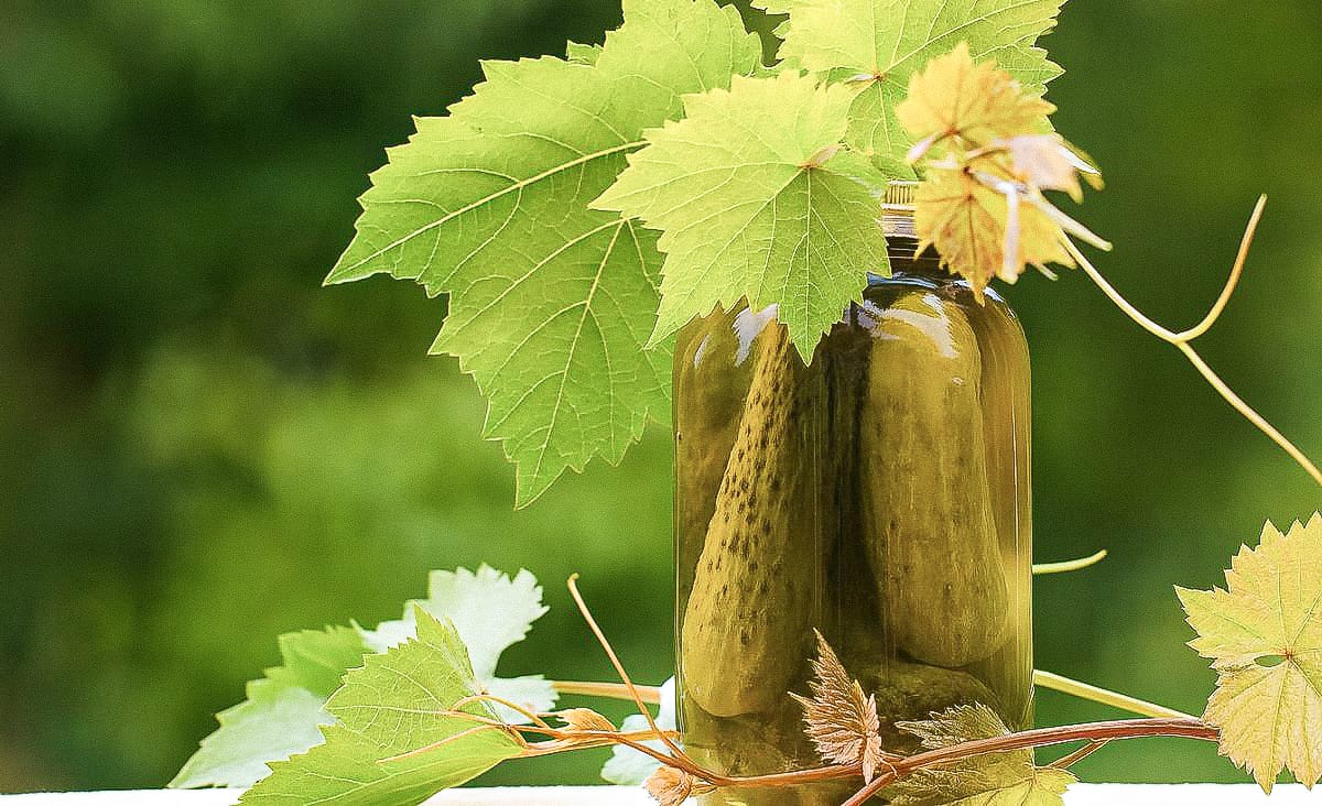 Horizontal photo of a jar of homemade dill pickles surrounded by bright green grapevine leaves, sitting outdoors against a soft green background. The jar and leaves are the main focus, with natural sunlight creating a fresh, summery look.