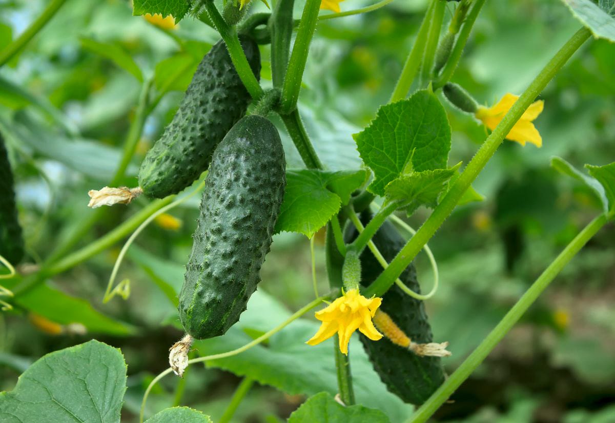 Fresh cucumbers still on the vine in a garden, surrounded by green leaves and yellow blossoms. The cucumbers are small, firm, and ideal for making crunchy dill pickles.