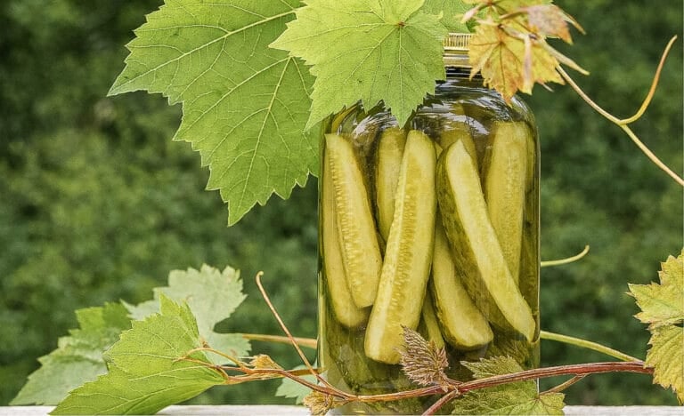 Horizontal photo of a jar of homemade dill pickles surrounded by bright green grapevine leaves, sitting outdoors against a soft green background. The jar and leaves are the main focus, with natural sunlight creating a fresh, summery look.