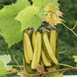 Horizontal photo of a jar of homemade dill pickles surrounded by bright green grapevine leaves, sitting outdoors against a soft green background. The jar and leaves are the main focus, with natural sunlight creating a fresh, summery look.