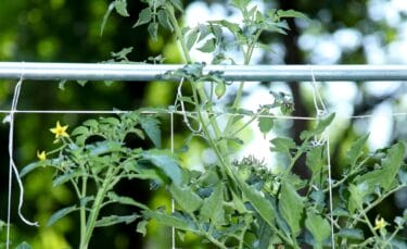 A homemade garden trellis using string and pipe supporting tomato plants.