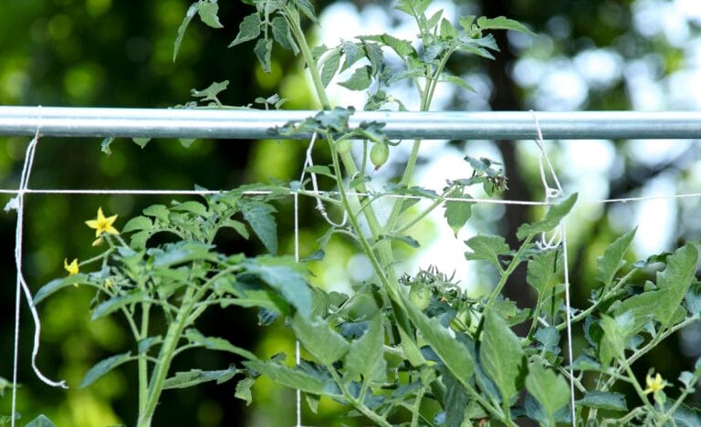 8 Low-Cost & No-Cost Garden Trellis Ideas for Vining Foods and Flowers