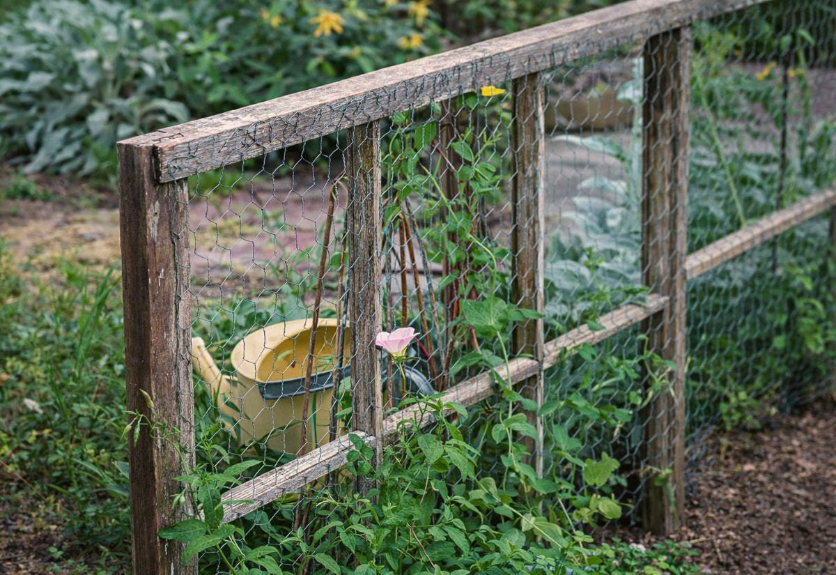 Old wooden window frame repurposed as a DIY trellis, fitted with chicken wire and leaning in a garden bed with climbing vines growing through the mesh.