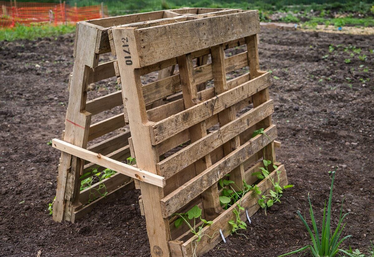 Wooden pallet A-frame trellis set in a garden bed with young climbing plants growing at the base, supported by a cross brace for added stability.